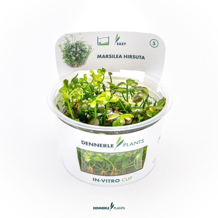 Dennerle Marsilea hirsuta In-Vitro - imagine 5